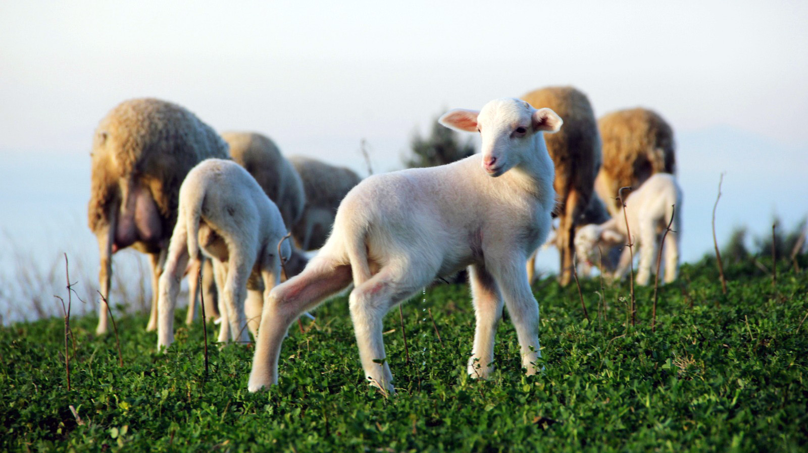 YALOVA KIVIRCIK KOYUNU