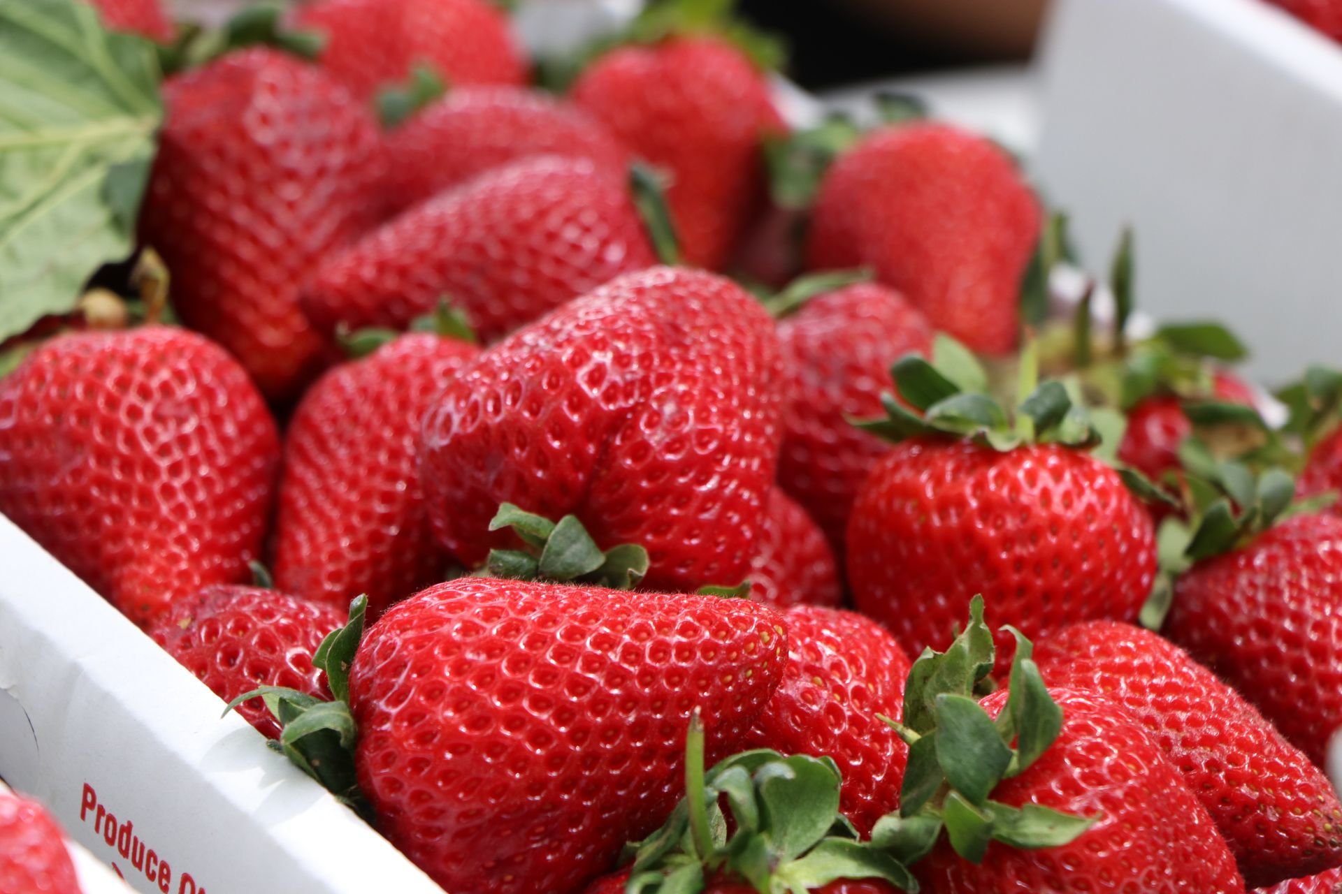 SERMAYECİK ÇİLEK FESTİVALİ