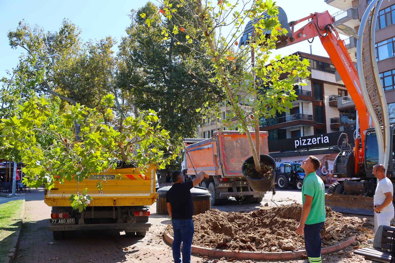 YALOVA’DA ATATÜRK’ÜN ÇINAR MİRASI GELECEĞE TAŞINIYOR