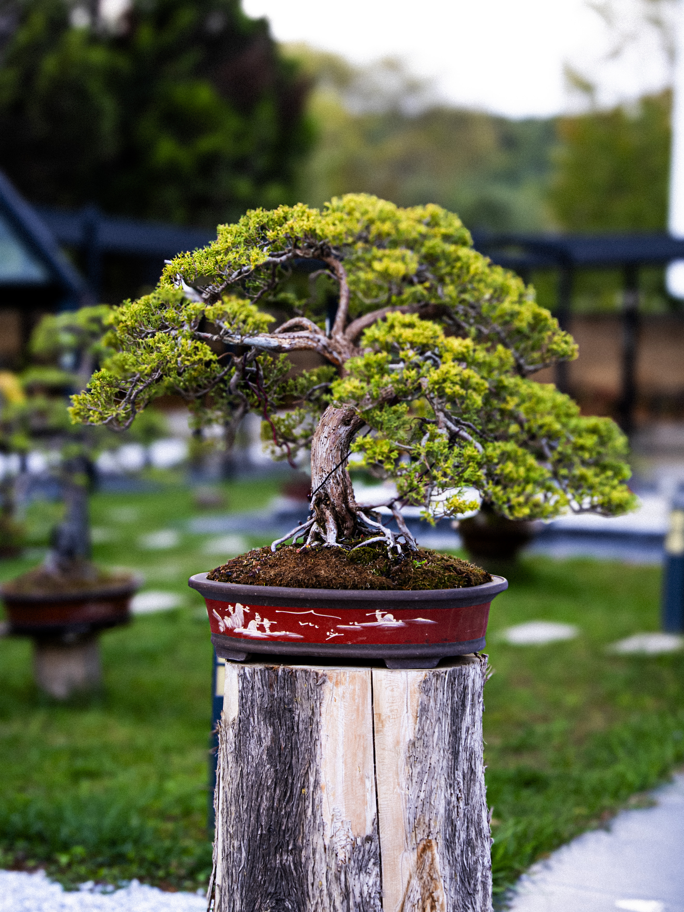 BONSAİ MÜZESİ