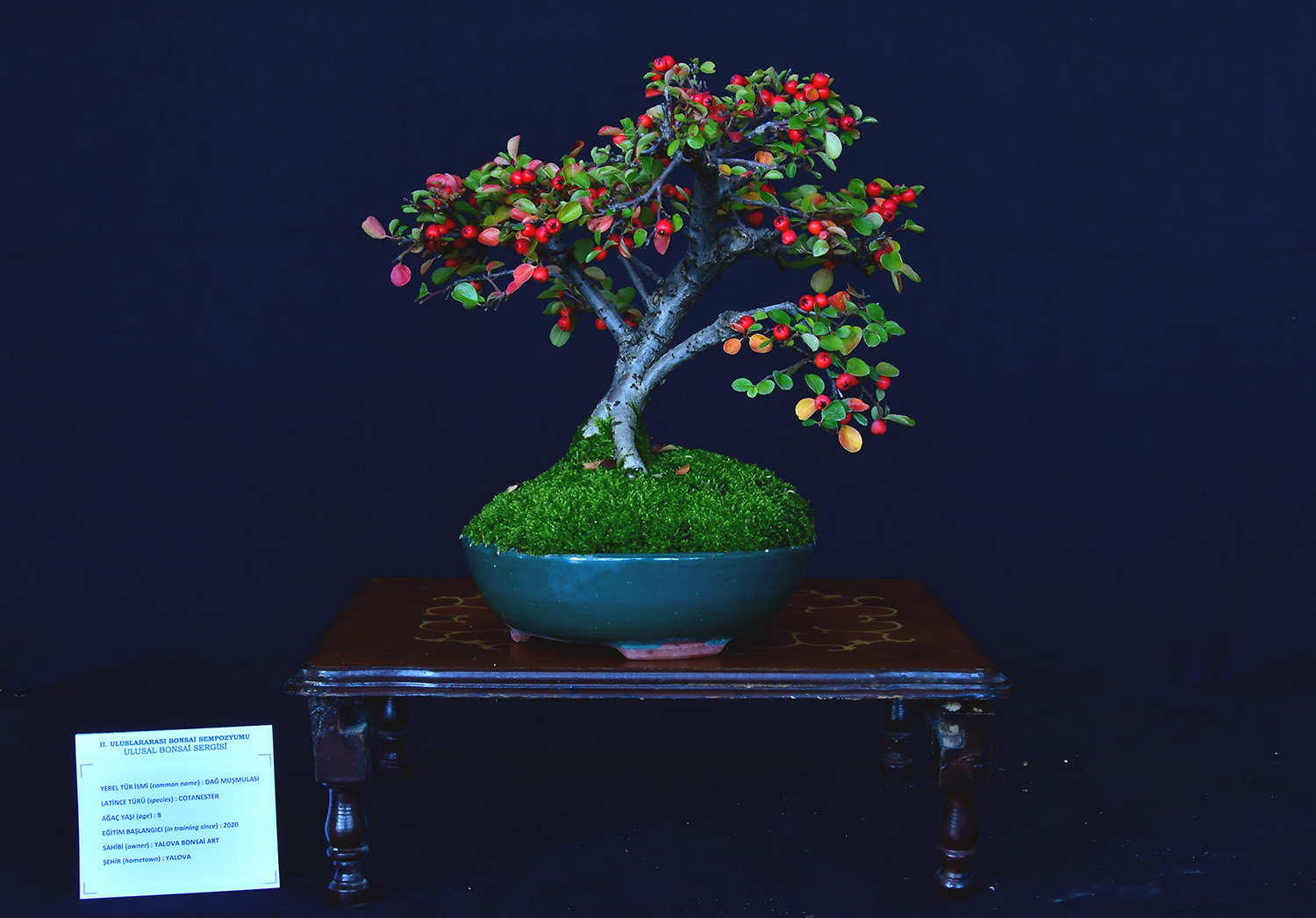 MİNYATÜR AĞAÇ KÜLTÜRÜ: YALOVA BONSAİ