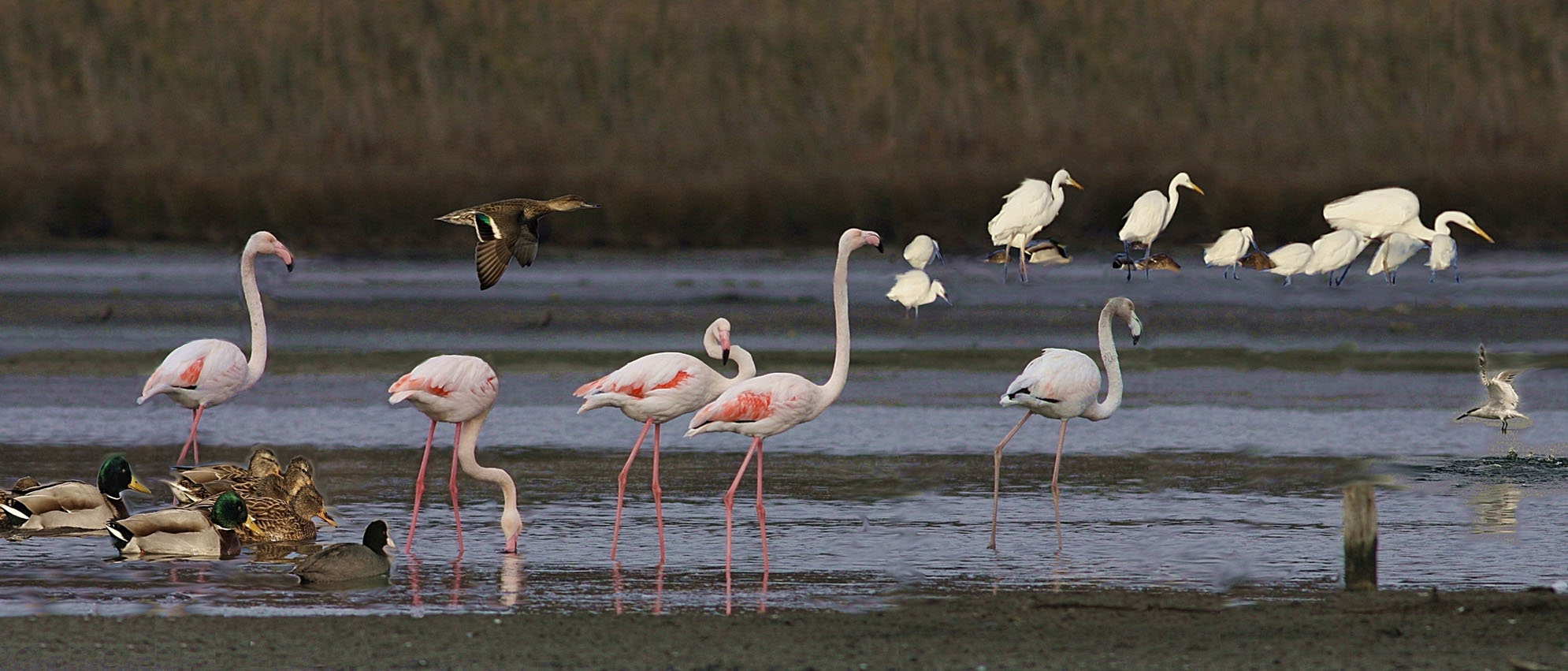 HERSEK LAGÜNÜ KUŞ CENNETİ