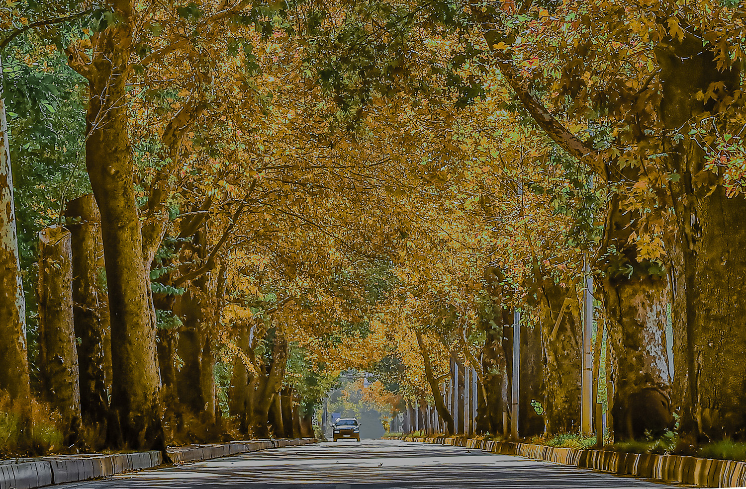 YEŞİL TÜNEL; ÇINARLI HIYABAN